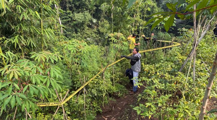 Kebun Ganja Terungkap di Garut, 11 Batang Diamankan Polisi