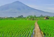 Pupuk Kujang Siapkan Stok Musim Tanam, Ketersediaan Urea di Garut Tercatat 5.995 Ton