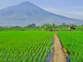 Pupuk Kujang Siapkan Stok Musim Tanam, Ketersediaan Urea di Garut Tercatat 5.995 Ton