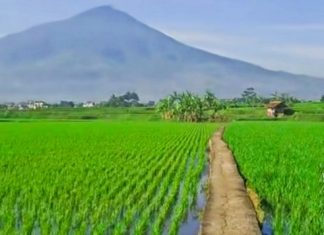 Pupuk Kujang Siapkan Stok Musim Tanam, Ketersediaan Urea di Garut Tercatat 5.995 Ton